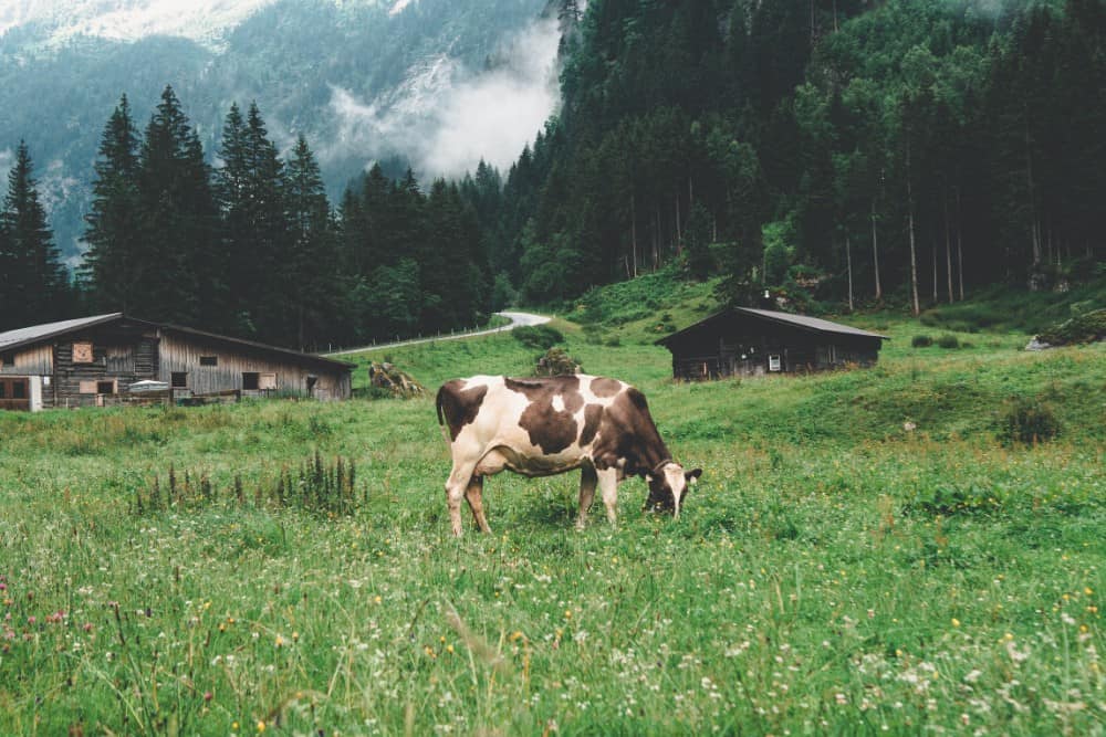 Im Zillertal grast eine Kuh friedlich auf einer grünen Wiese in den Bergen.
